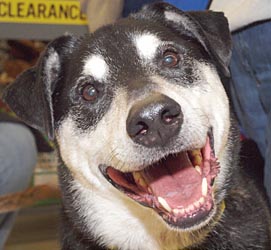 Happy shelter dog looking for a new home at a Jan. 2012 adoption day.