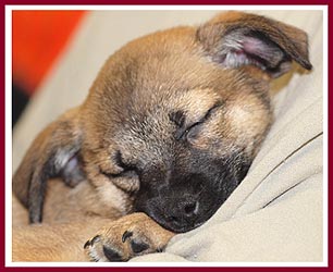 Puppies like this one need us to make sure they get a safe, healthy, happy start to life.