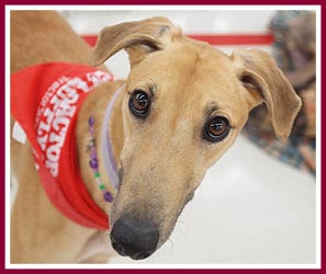 Rescued greyhound at an adoption event.