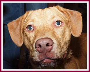 Dog from an animal control facility at an adoption "meet
and greet"